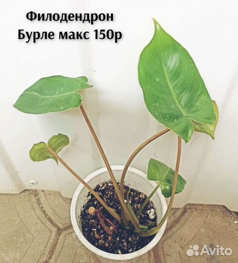 Филодендроны разные