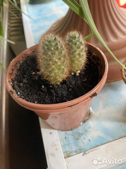 Комнатные цветы