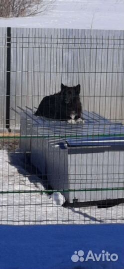 Пух / Шерсть вычесанный собачий