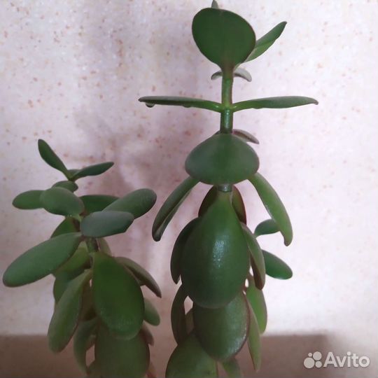 Толстянка, денежное дерево