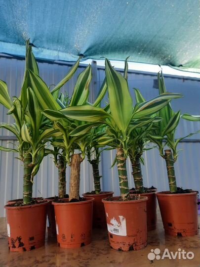 Драцена лайм