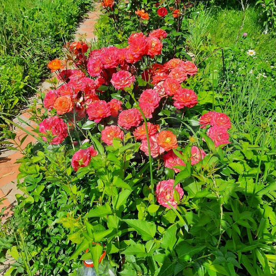 Дача 54 м² на участке 8 сот.