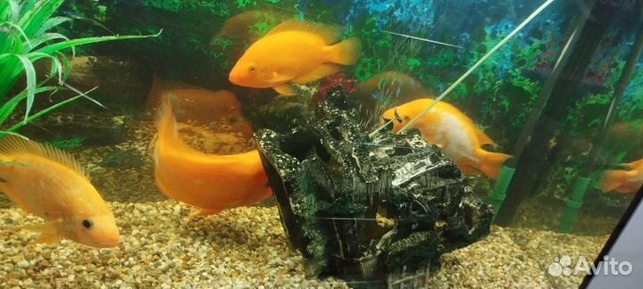 Рыбки классные крупные