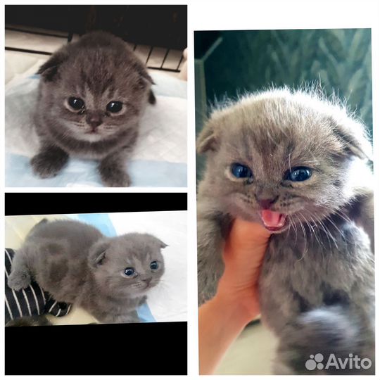Шотландские малыши