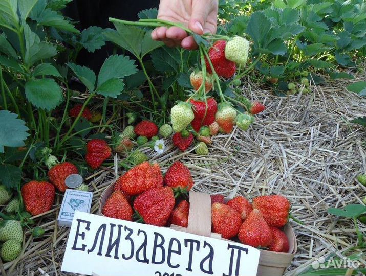 Рассада клубники