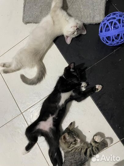 Котятки в добрые руки