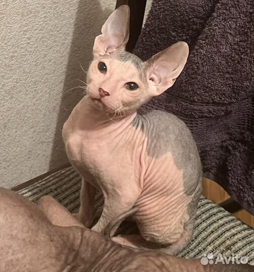 Донской сфинкс