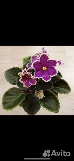 Сортовые фиалки мини стандарт