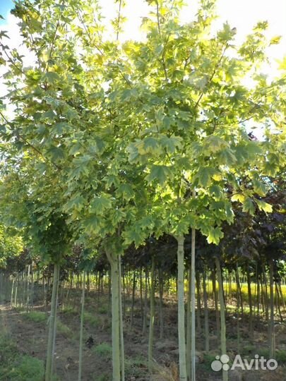 Клен остролистный