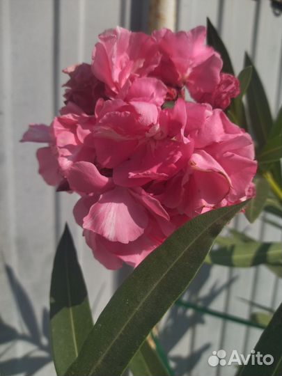 Олеандр махровый