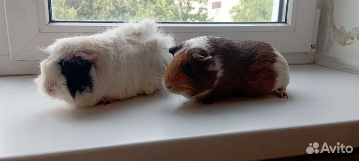 Морские свинки + клетка