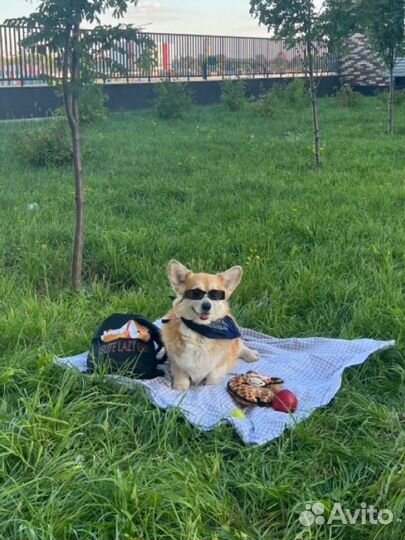 Передержка собак в домашних условиях с кинологом