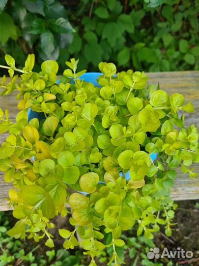 Вербейник монетчатый