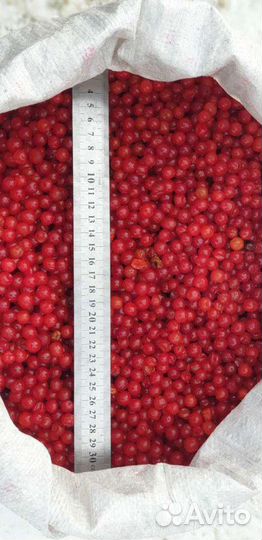 Калина замороженная