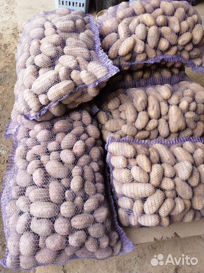 Картофель новый урожай