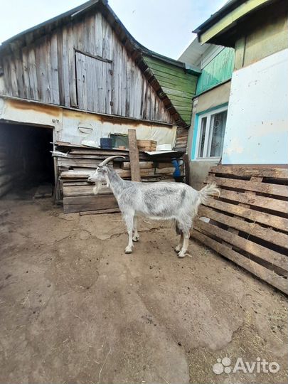 Козы дойные