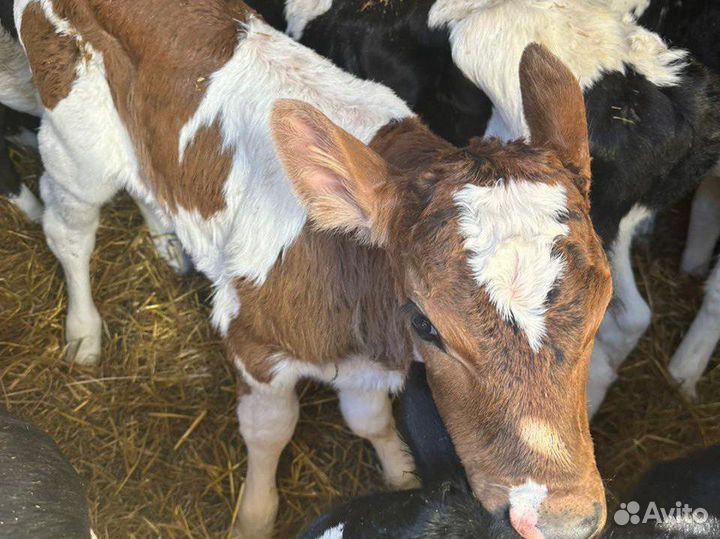 Бычки телята