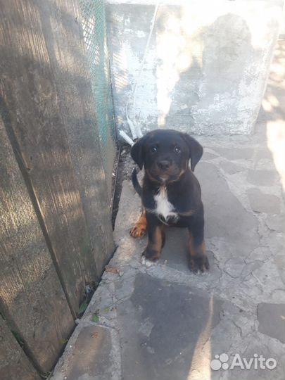 Охотничьи щенки