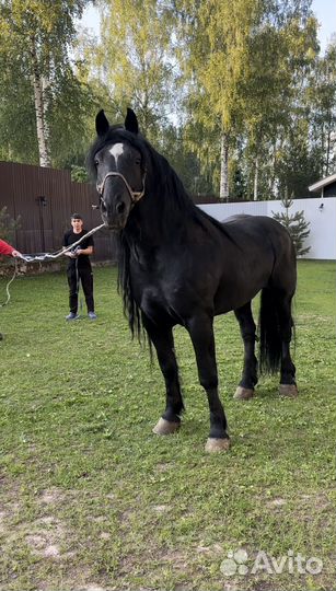 Аренда лошади Французский першерон