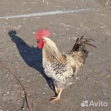 Селезень петухи