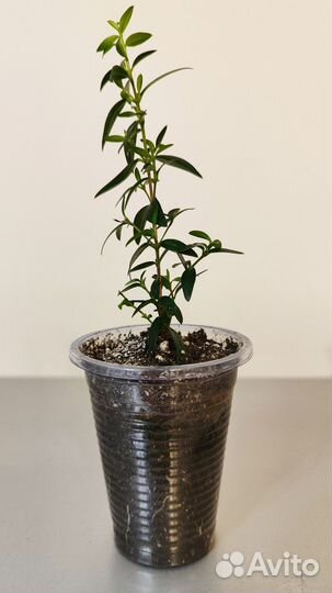 Спатифиллум, хлорофитум, фикус Бенджамина