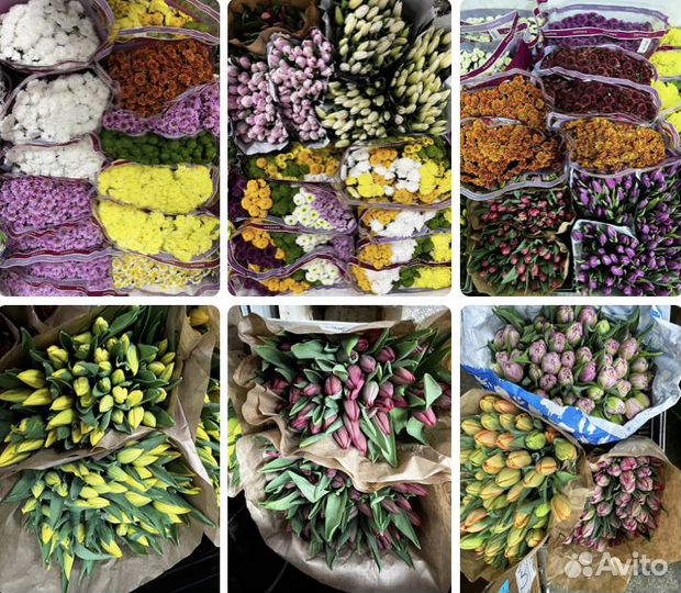 Цветы оптом - пионы розы одноголовая кустовая опто