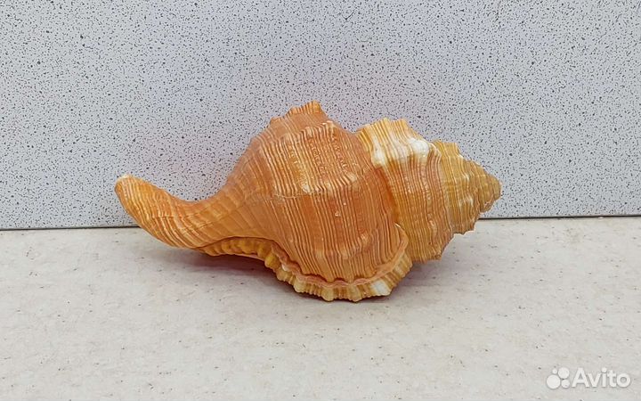Циматиум Пурам 10,4 морская ракушка раковина