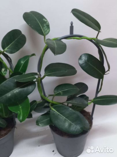 Комнатный жасмин самбак бронь до 30.05