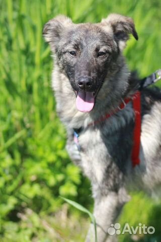 Луна ищет семью