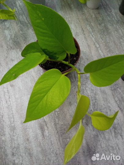 Сциндапсус неон