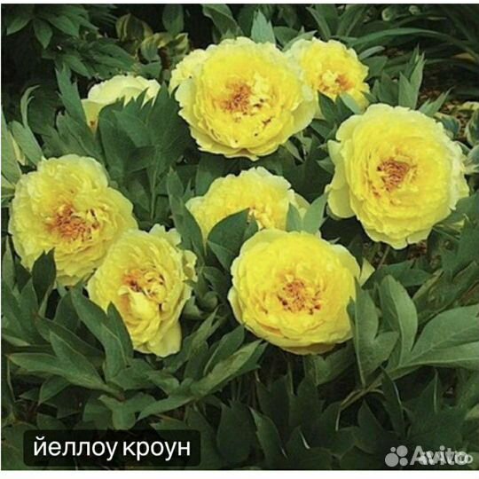 Пион йеллоу краун