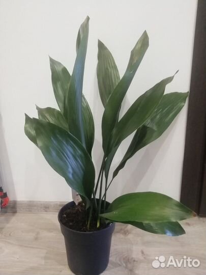 Аспедистра