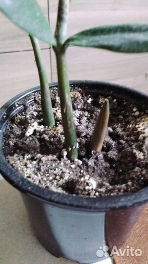 Долларовое дерево