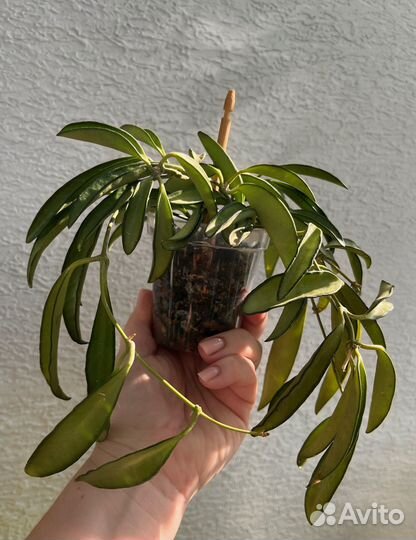 Хойя Кентиана