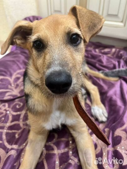 Щенок в добрые руки