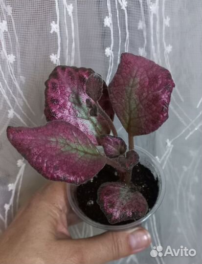 Эписция сортовая