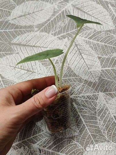 Алоказия мело