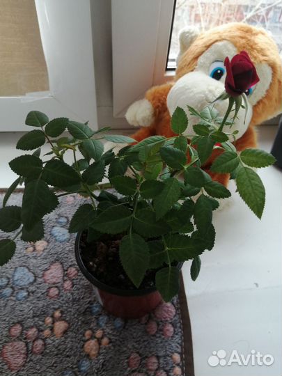 Роза комнатная домашняя