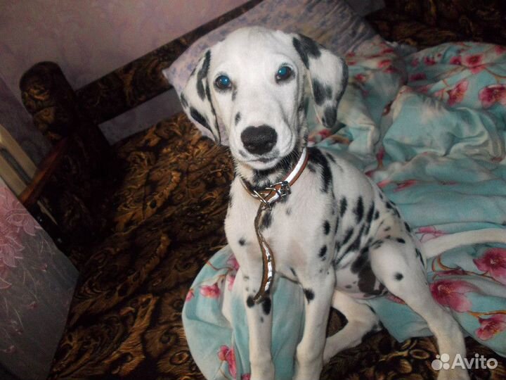 Далматинец щенок