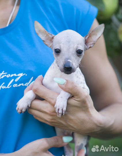 Ксолоитцкуинтли