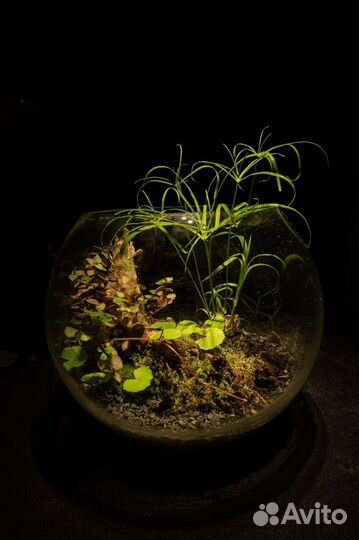 Флорариумы / мох / живые композиции