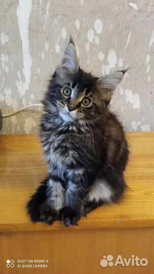 Котята мейн-кун