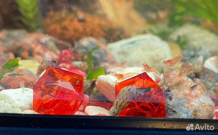 Улитки мелании, роголистник, валлиснерия, элодея