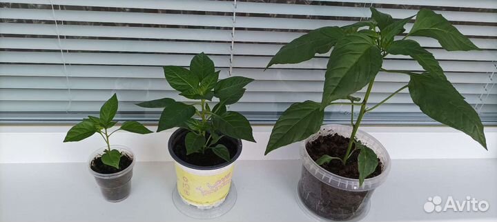 Семена и рассада супер острого кустарник. перца