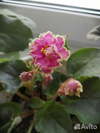 Фиалки продажа