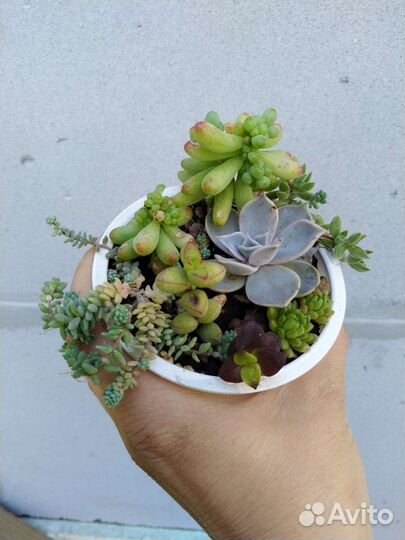 Суккулентные садики