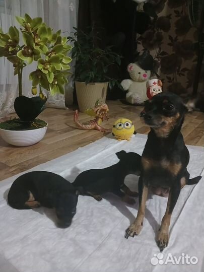 Щенки руского той терьера торг