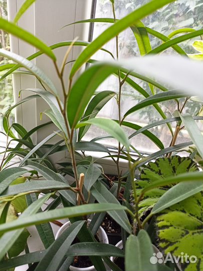 Продам цветы комнатные