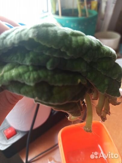 Глоксиния лист