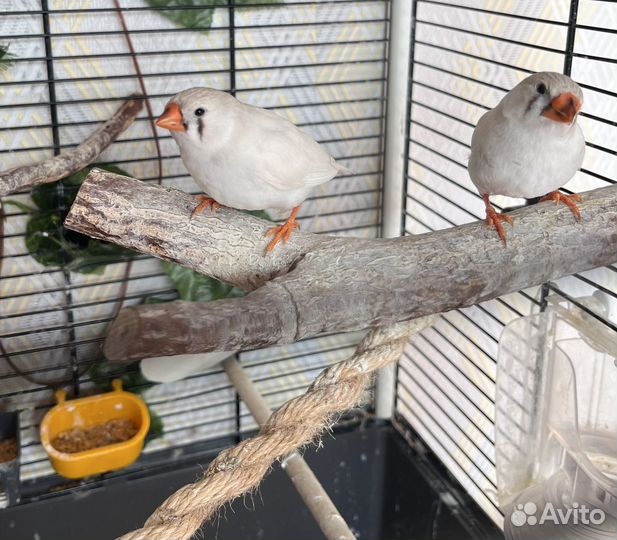 Амадины зебровые